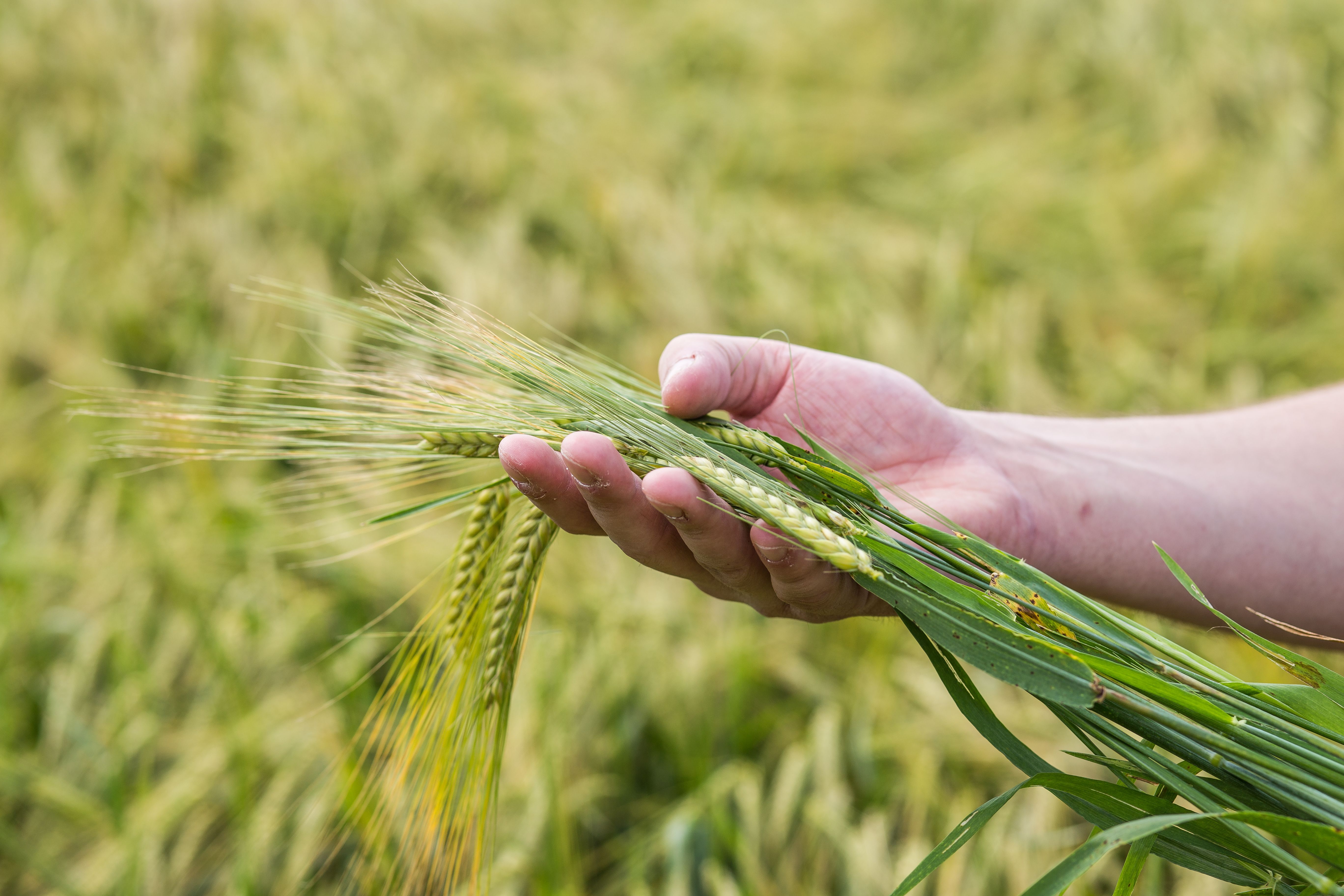 UK's first School of Sustainable Food and Farming set to be created at Harper Adams